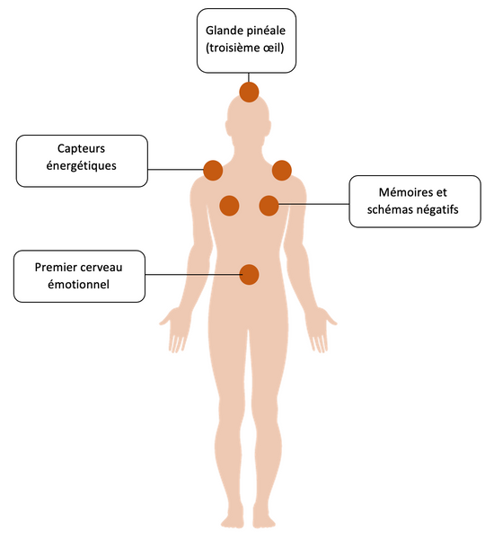Les différents points énergétiques